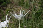 Northern spiderlily